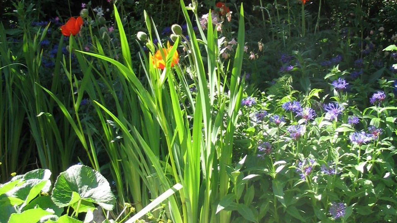 Lamm am Teich Lamm am Teich